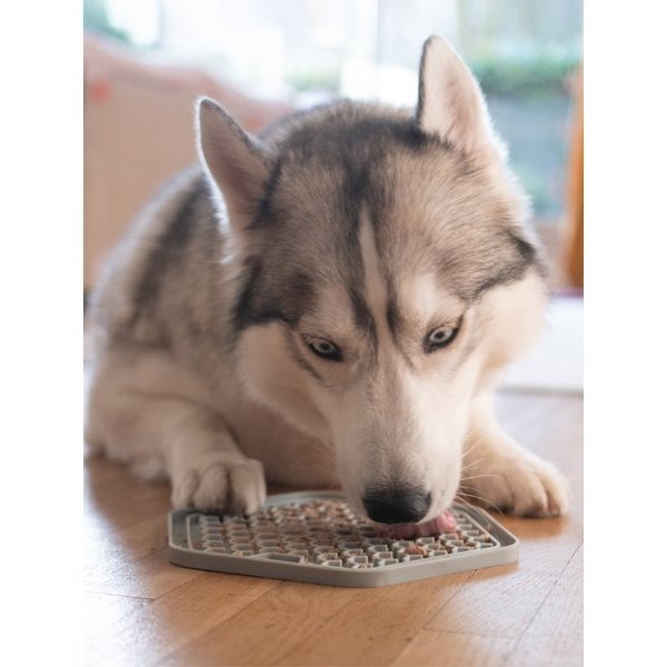 Yoomy Plate er en fin måte å aktivere hunden din på.

Fordel våtfôr på tallerkenen og la hunden din nyte en matbit som tar litt tid å spise opp. Når hunden slikker øker spyttproduksjonen, noe som hjelper på god fordøyelse. I tillegg frigjøres også beroligende endorfiner i hundens kropp.