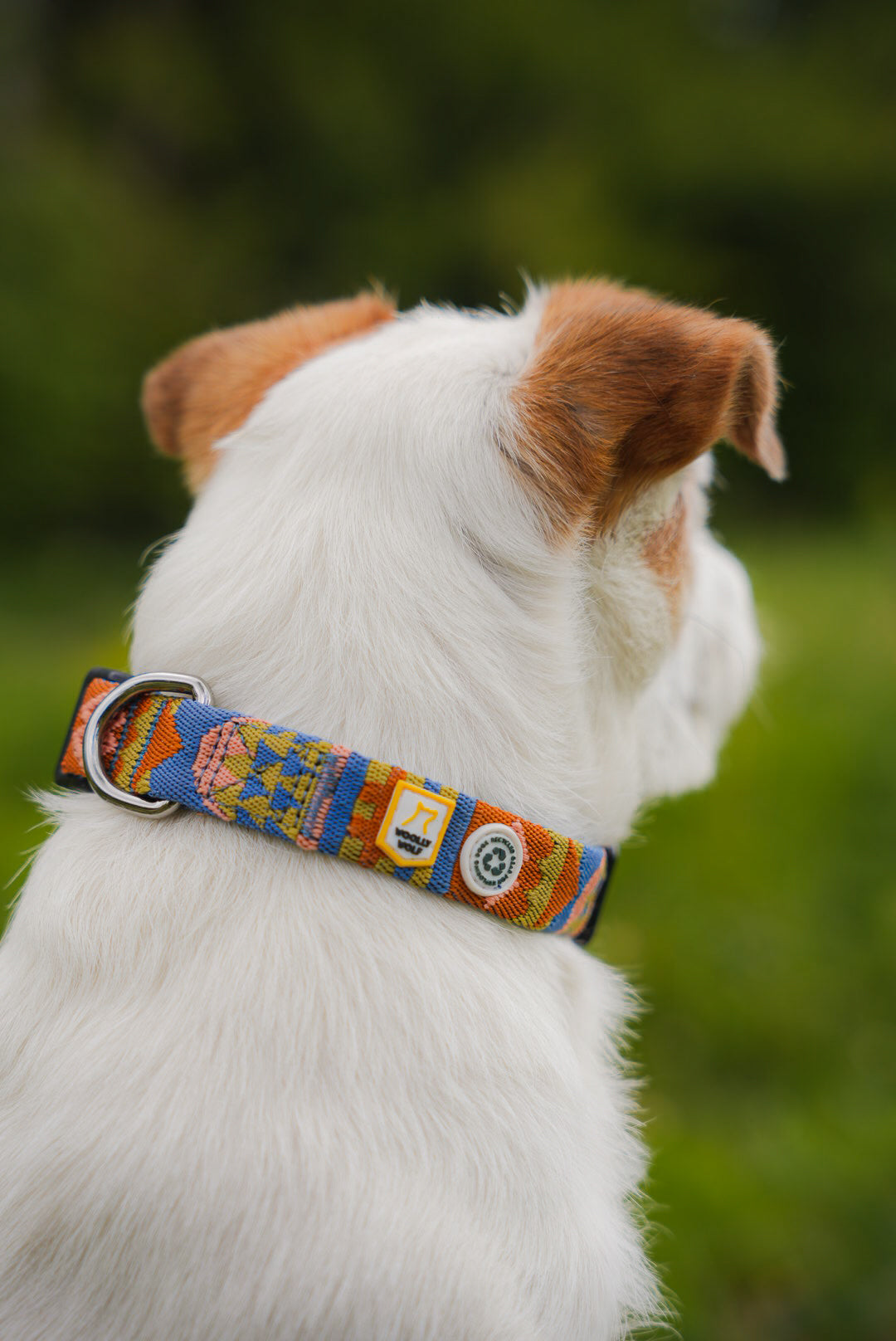 Hundehalsbånd Jack Russel Terrier