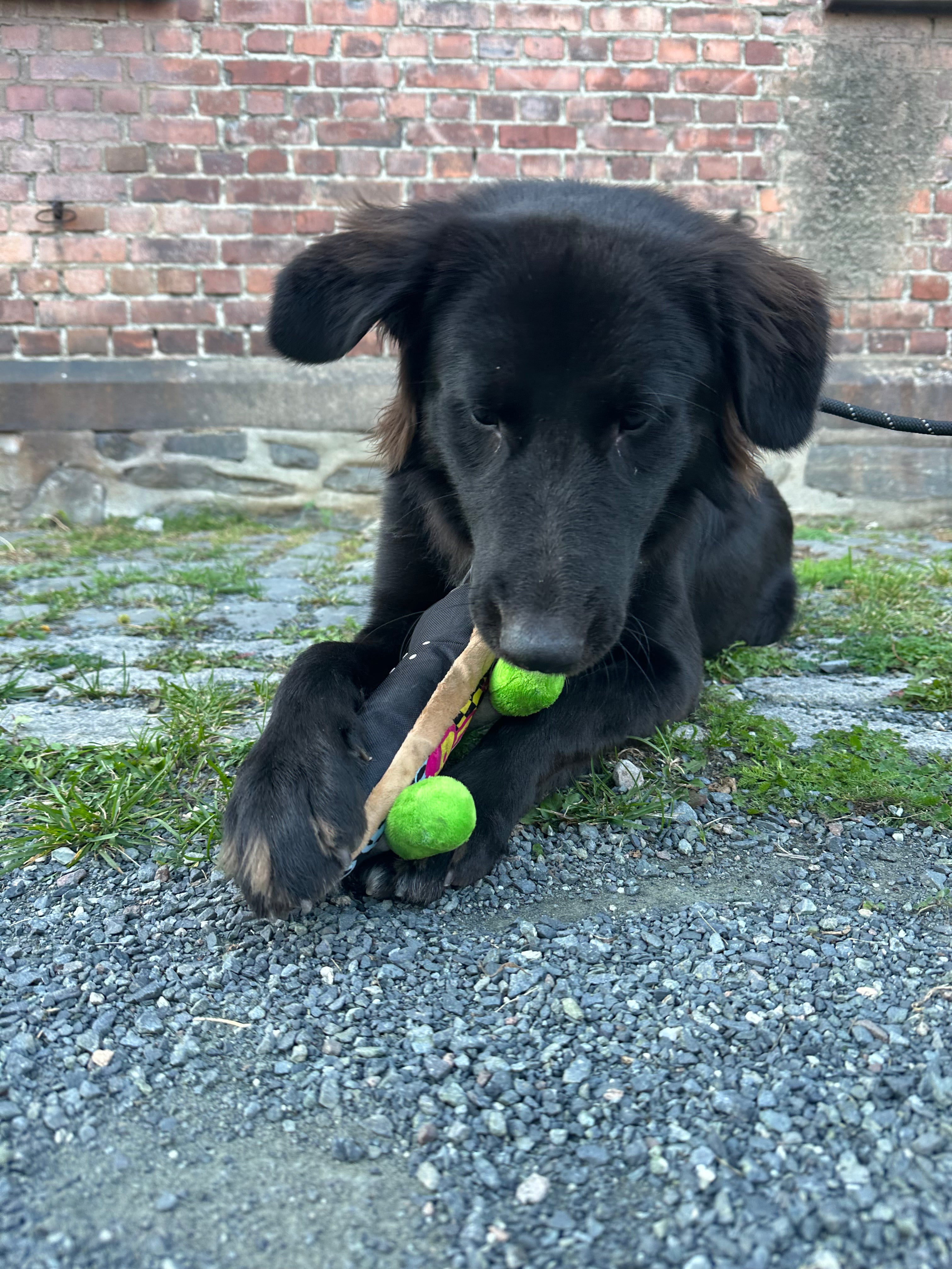 Leke med avlang squeaker og crinkle. Mål: 25cm lang, 12,5cm bred

Håndlaget kvalitet, dobbelt stoff og forsterket søm for ekstra holdbarhet.
Fylt med miljøvennlig PlanetFill® laget av 100% resirkulerte plastflasker
Tåler maskinvask og tørketrommel
Garantert non-toxic, AZO fri farger