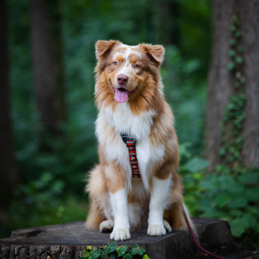 Hundesele | Harness | Hund | Woolly Wolf | Polar Night | ECO