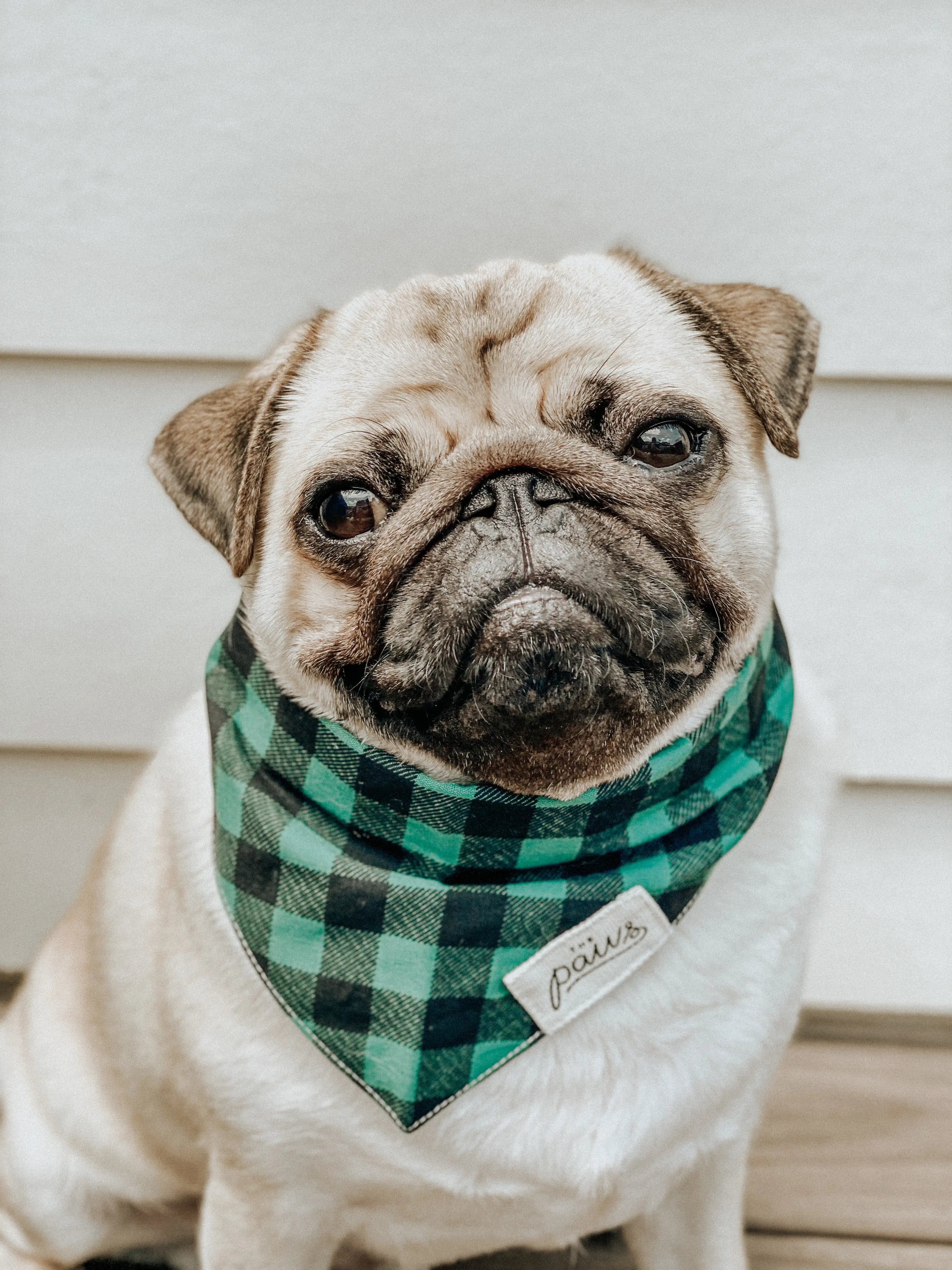 Bandana til hund // Bourbon // the paws