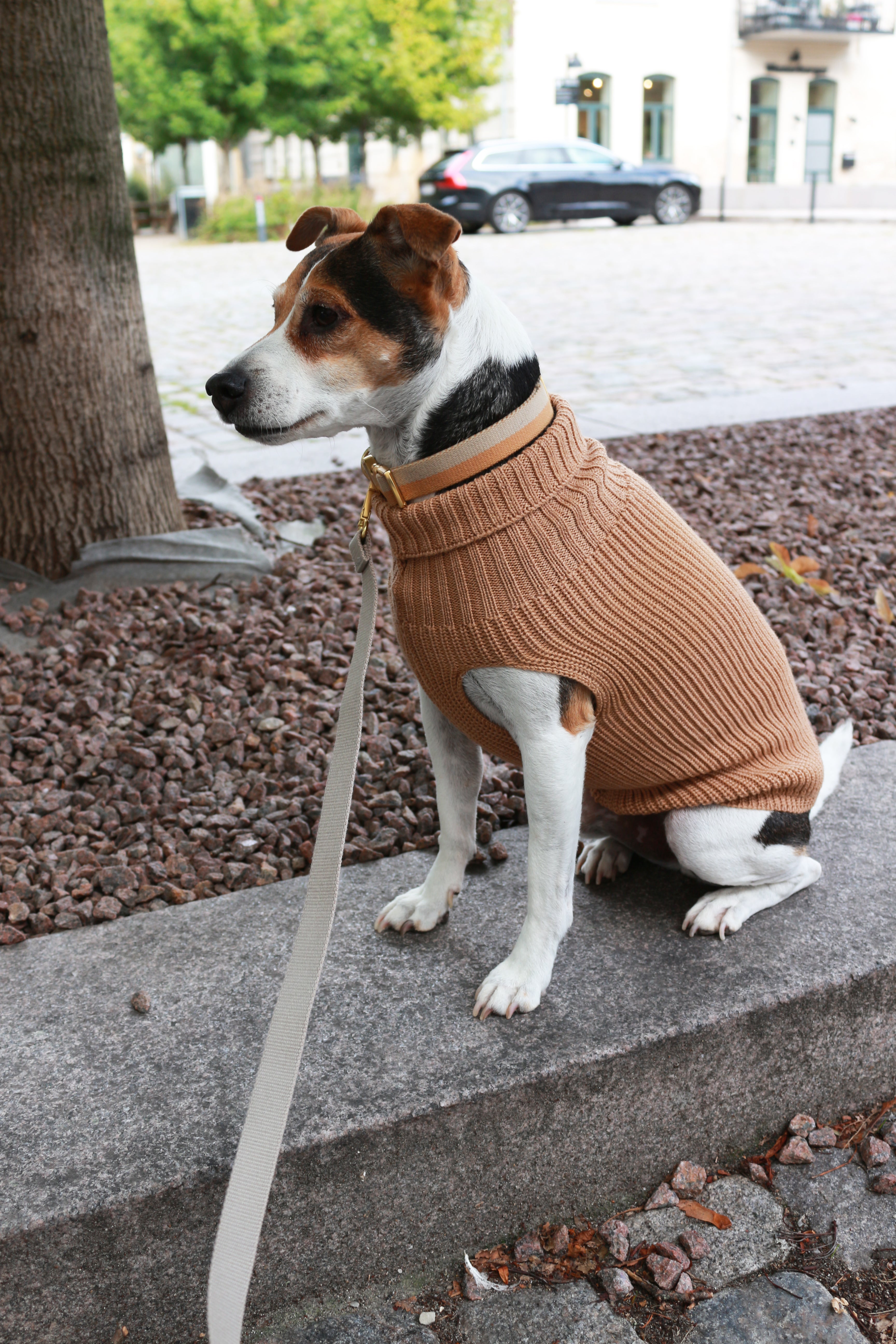 Tadazhi Ullgenser // Hundegenser i merinoull (mørk beige)