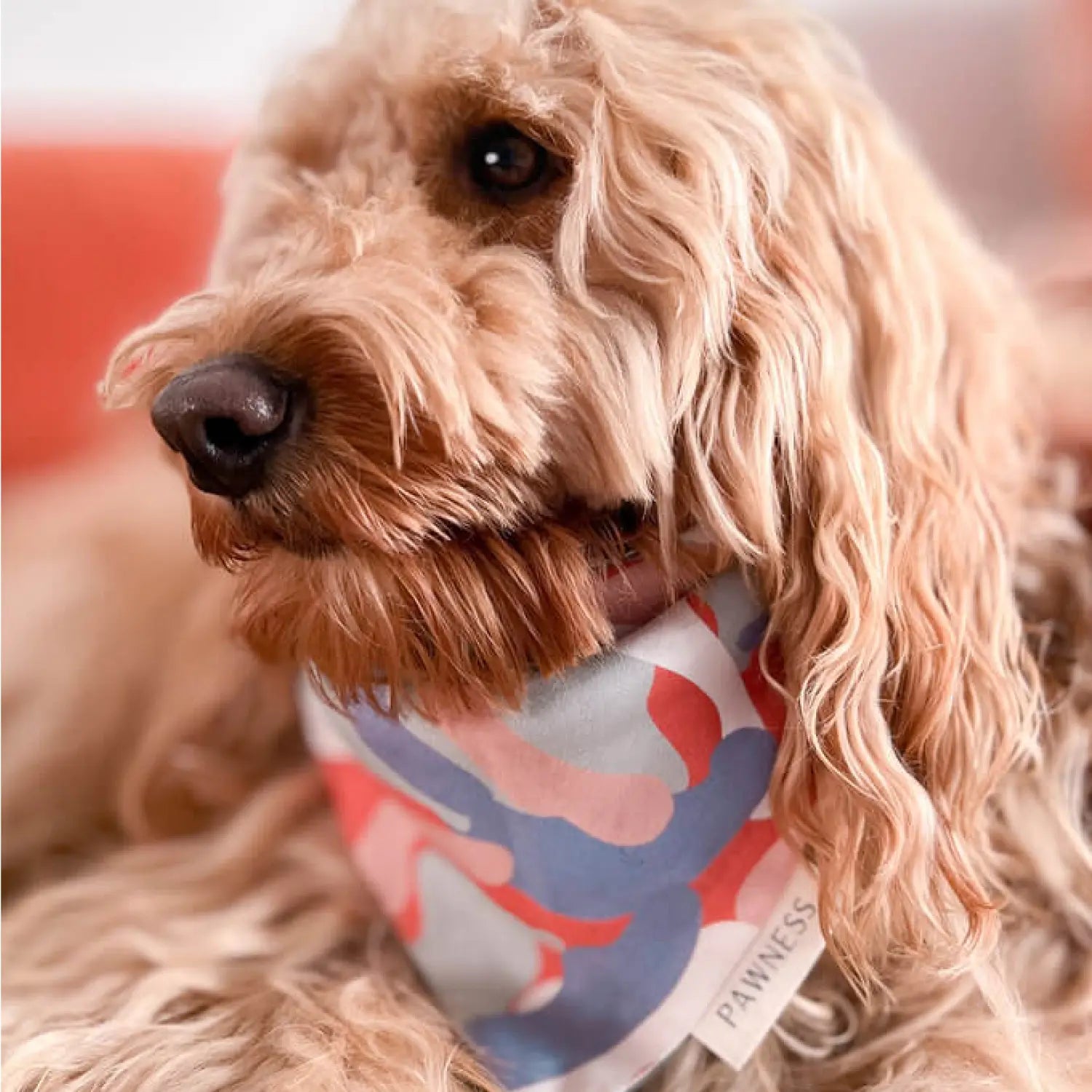 The Paw Clapper bandana